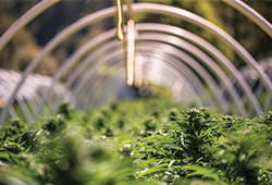Cannabis growing in greenhouse.