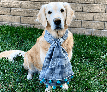 Golden retriever sitting in grass wearing a blue plaid scarf.