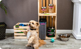 Dog and labeled toy box