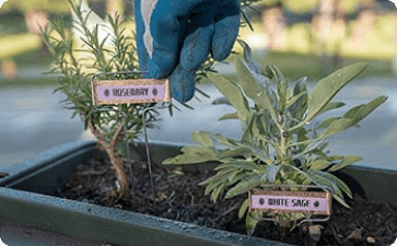 Garden plants growing