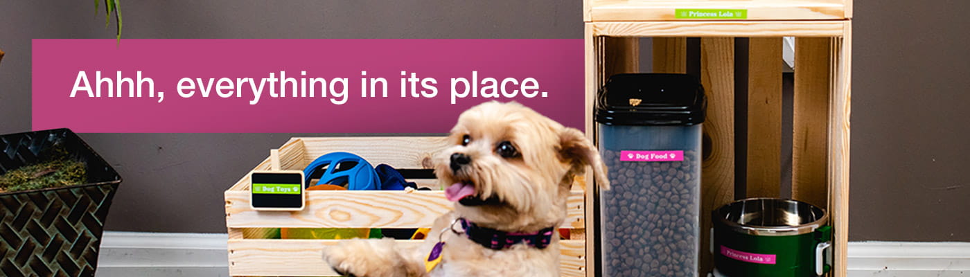 Dog with labeled toy box and food containers