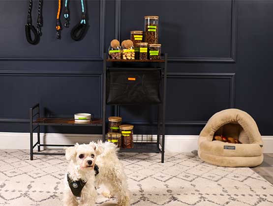 Small white dog in front of dog supplies and treats labeled with Ptouch Btag label tapes. 