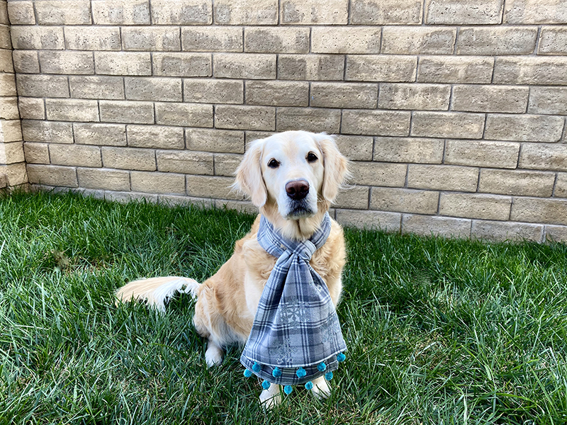 Dog wearing scarf