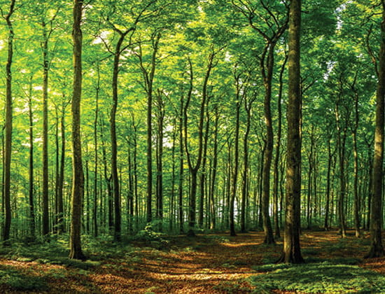 Path in the woods