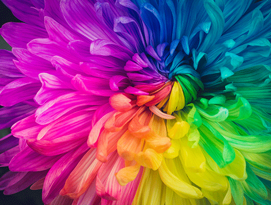 Multi-colored flower