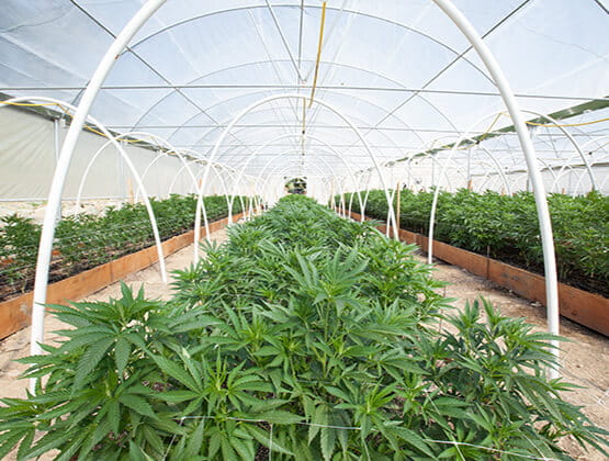BMS cannabis agriculture sidekick