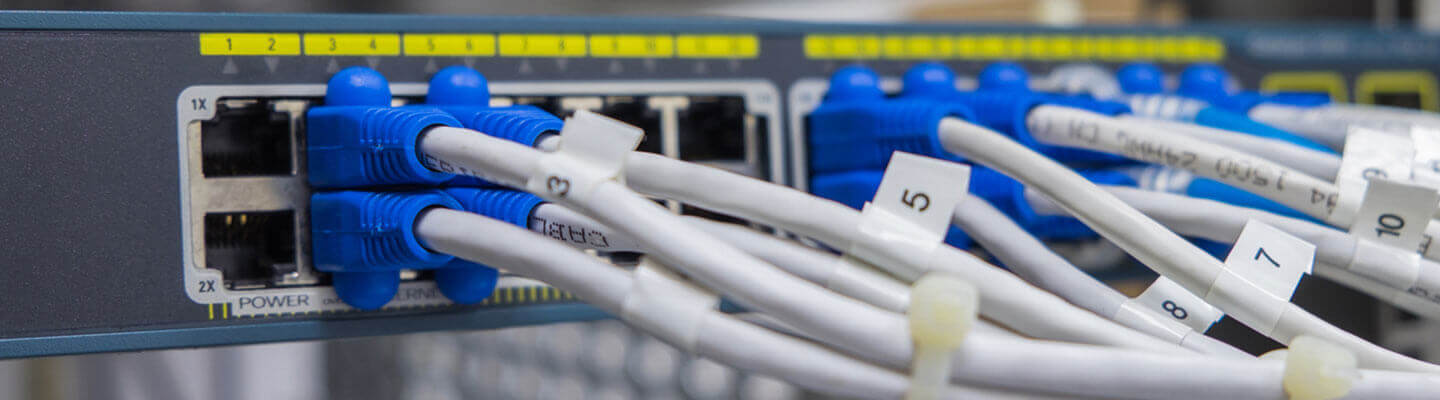 Cables connected into a networking switch