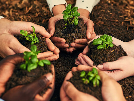 hands holding plants