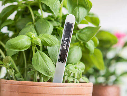 Potted basil plant with custom plant identifier label